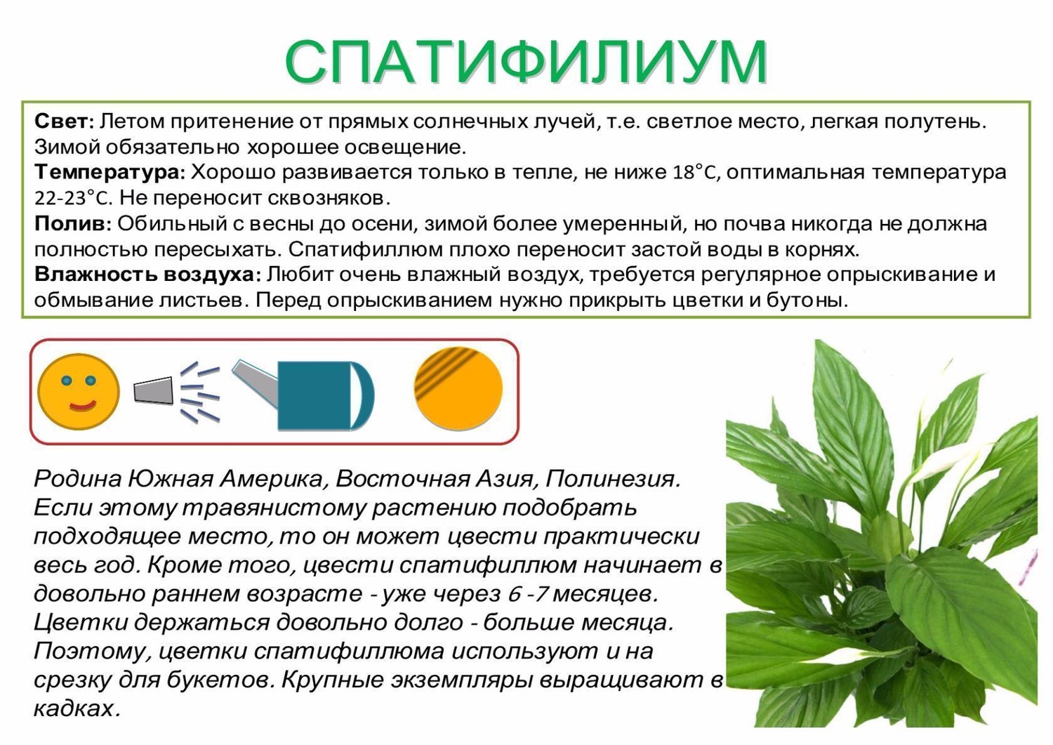 Спатифиллум паспорт растения для детского сада